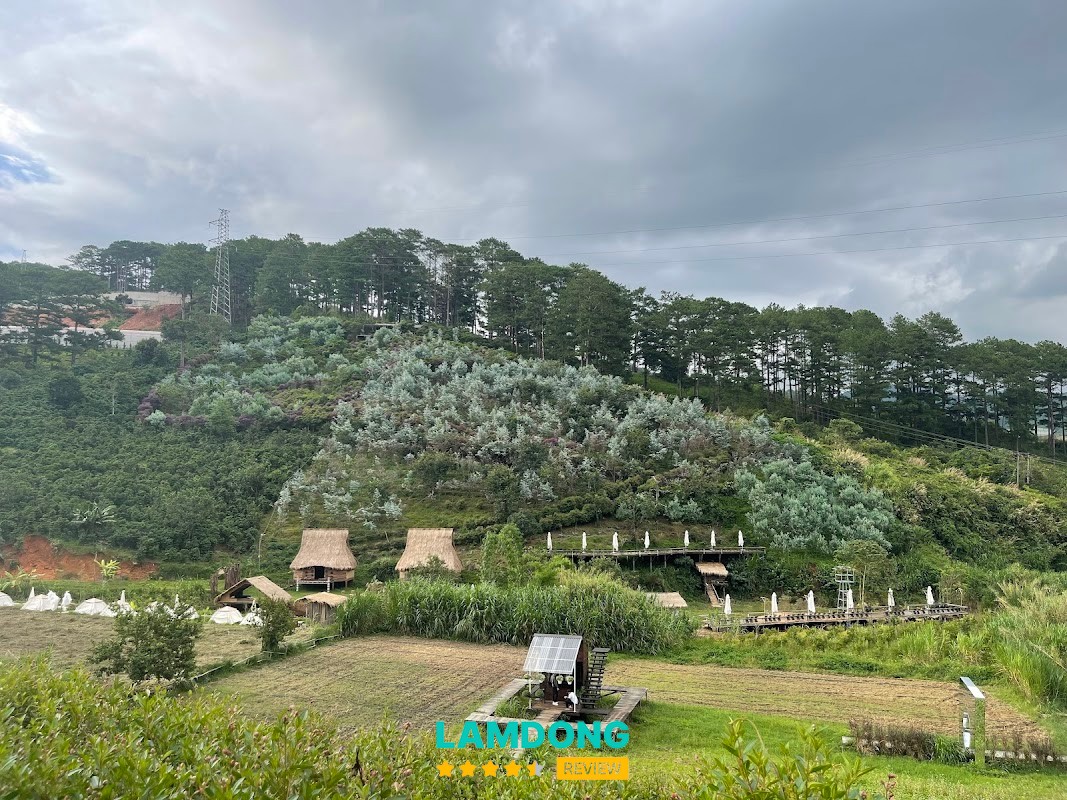 Cafe Trong Rừng Mimosa – không gian yên tĩnh Đà Lạt