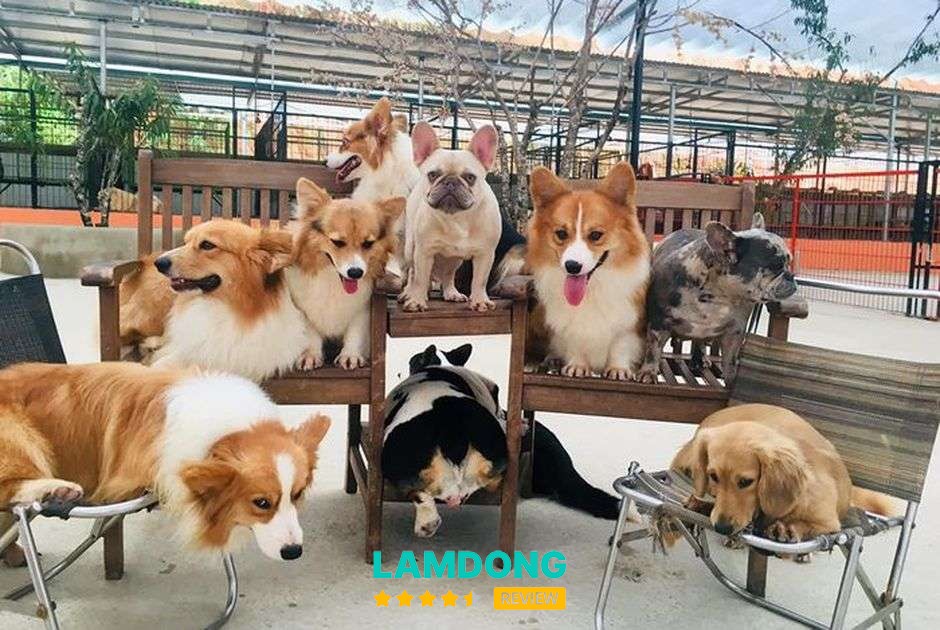 Puppy Farm Đà Lạt – khu thú cưng