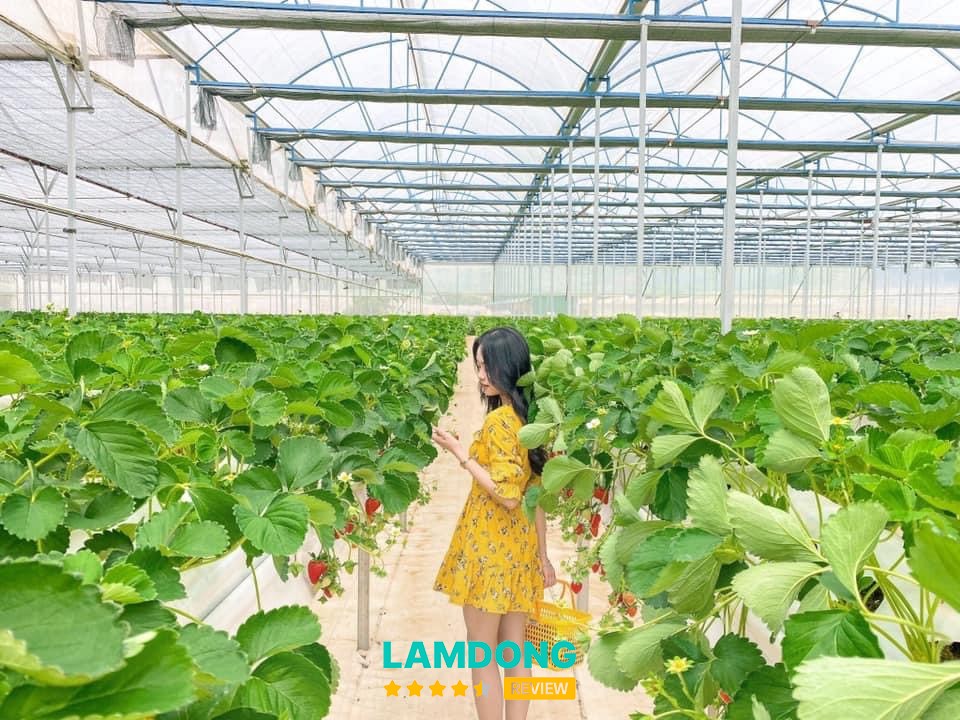 Puppy Farm – nông trại Đà Lạt