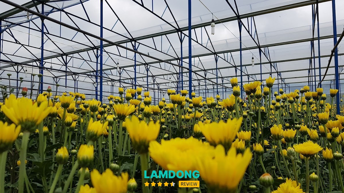 Huyền Vũ Đà Lạt – nông trại hoa