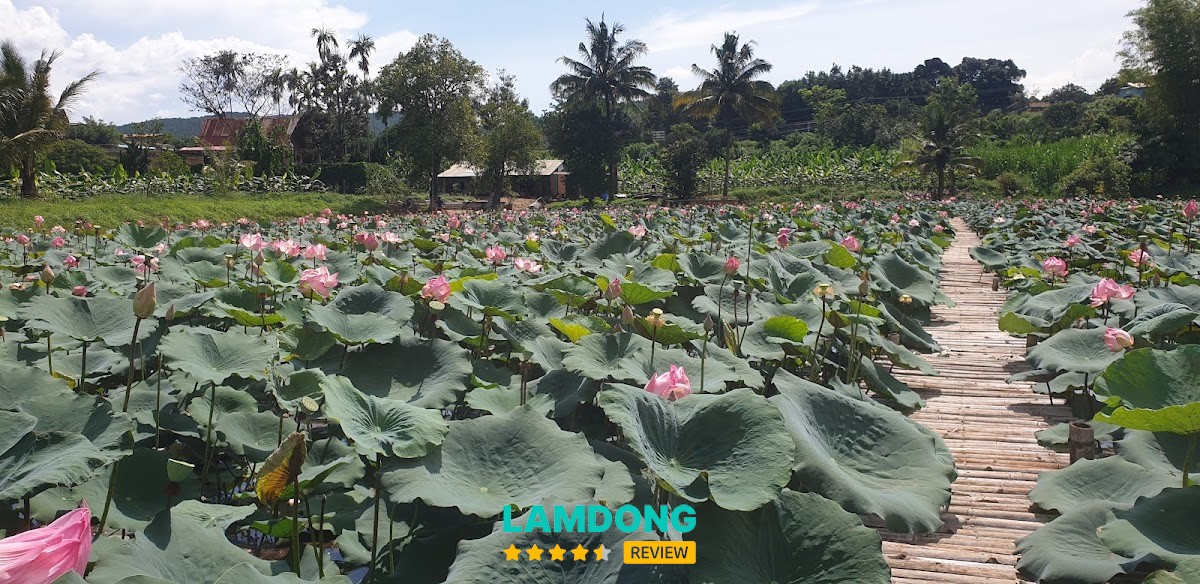 Đà Lạt Moon Farm – ao sen