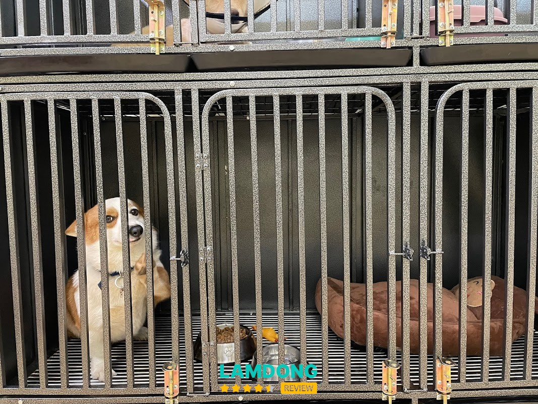 Phòng Khám Thú Y Tiger Pet Bảo Lộc – 201 Phan Bội Châu