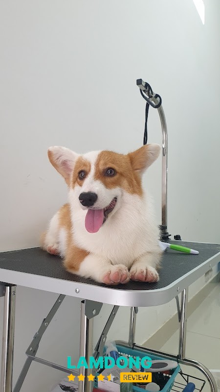 Tiger Pet Bảo Lộc – chăm sóc chó mèo