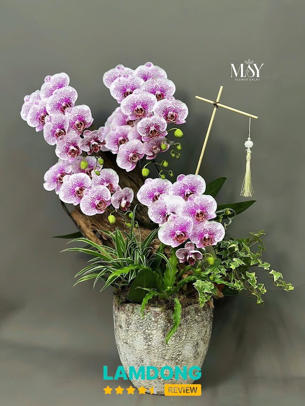 Mây Flower Đà Lạt – hoa lan hồ điệp