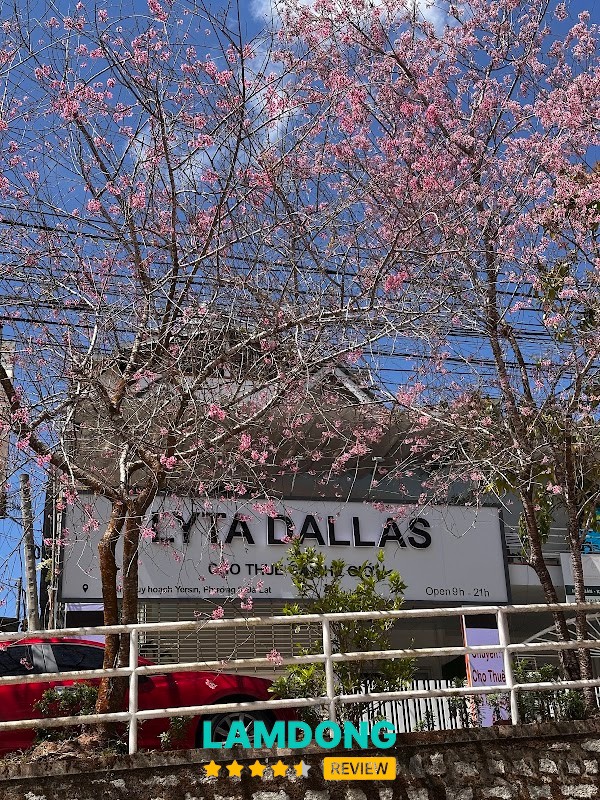 LyTa Dallas – đồ du lịch chụp ảnh