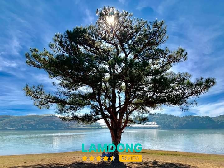 Cây Thông Cô Đơn Đà Lạt