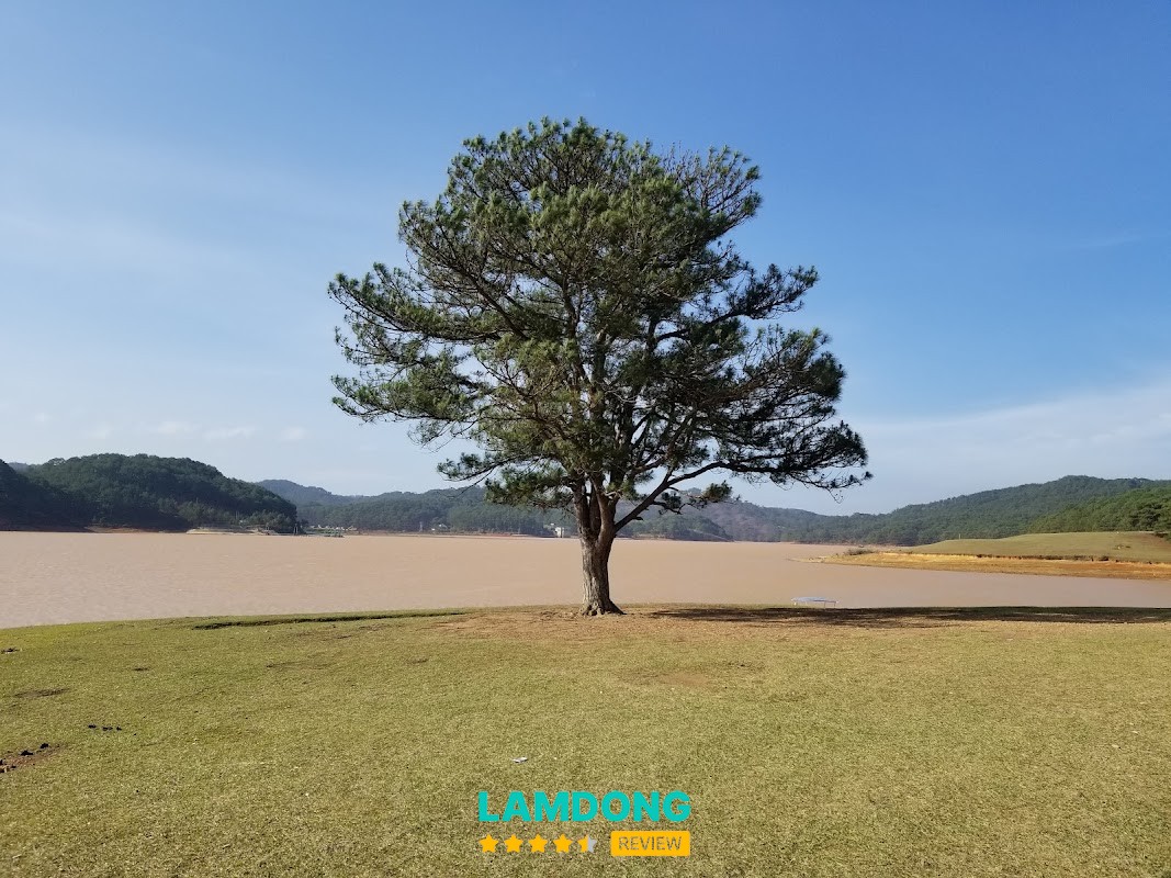 Cây Thông Cô Đơn khu camping