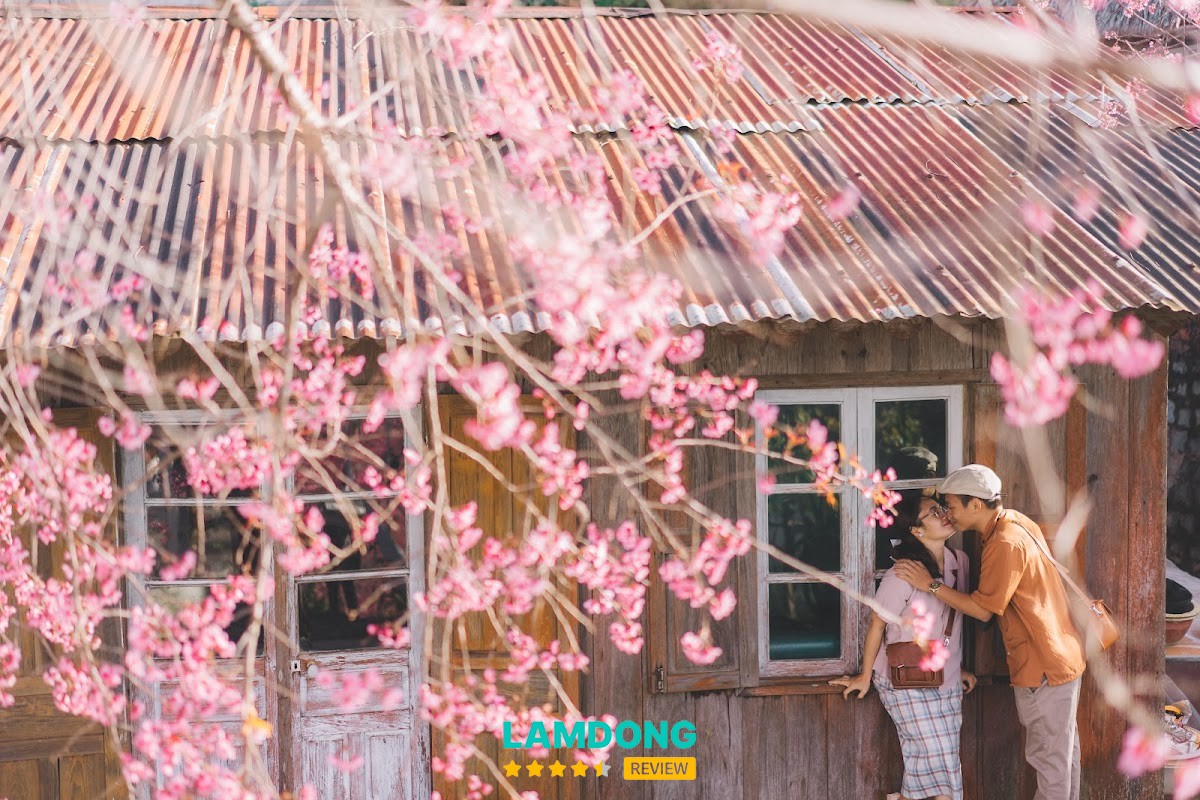 Cỏ Studio Đà Lạt – Tô Ngọc Vân