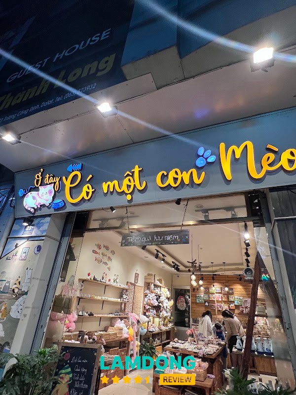 Ở Đây Có Một Con Mèo tại Đà Lạt
