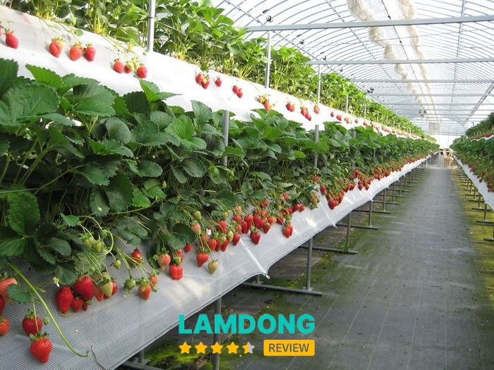 Vườn dâu Đà Lạt với những luống dâu chín đỏ