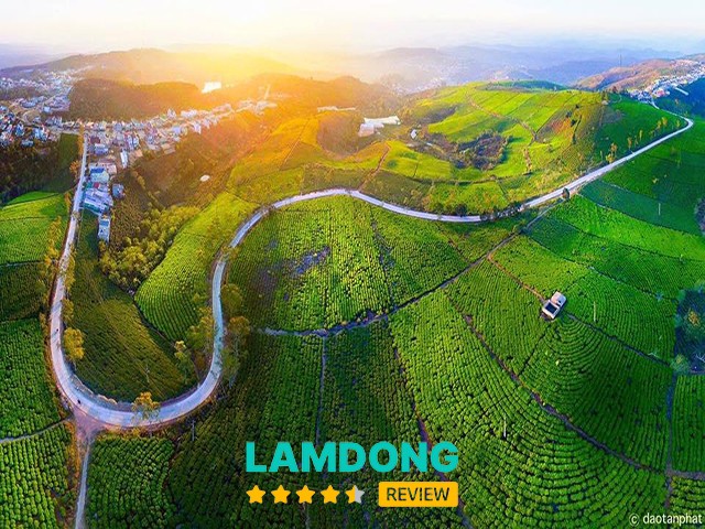 Đồi chè Cầu Đất Đà Lạt xanh mướt trong buổi sáng