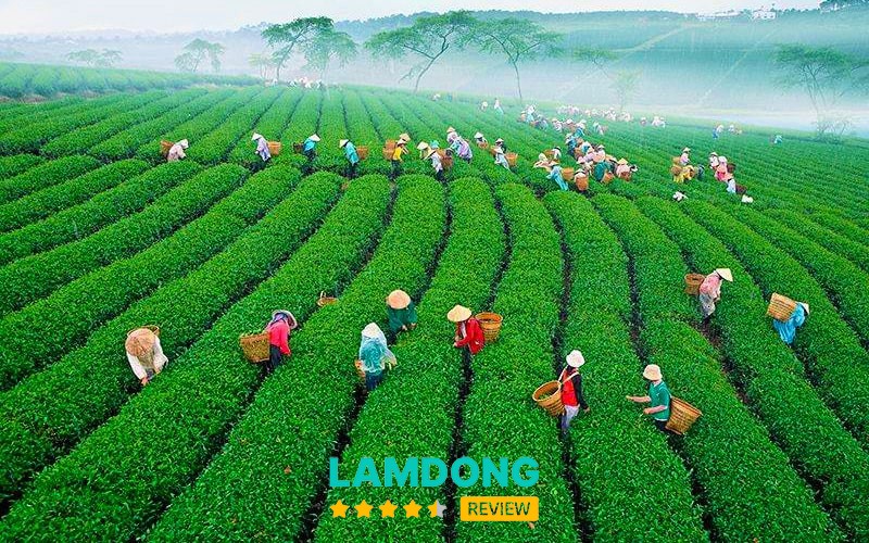 Săn mây ở Đồi chè Cầu Đất Đà Lạt lúc bình minh