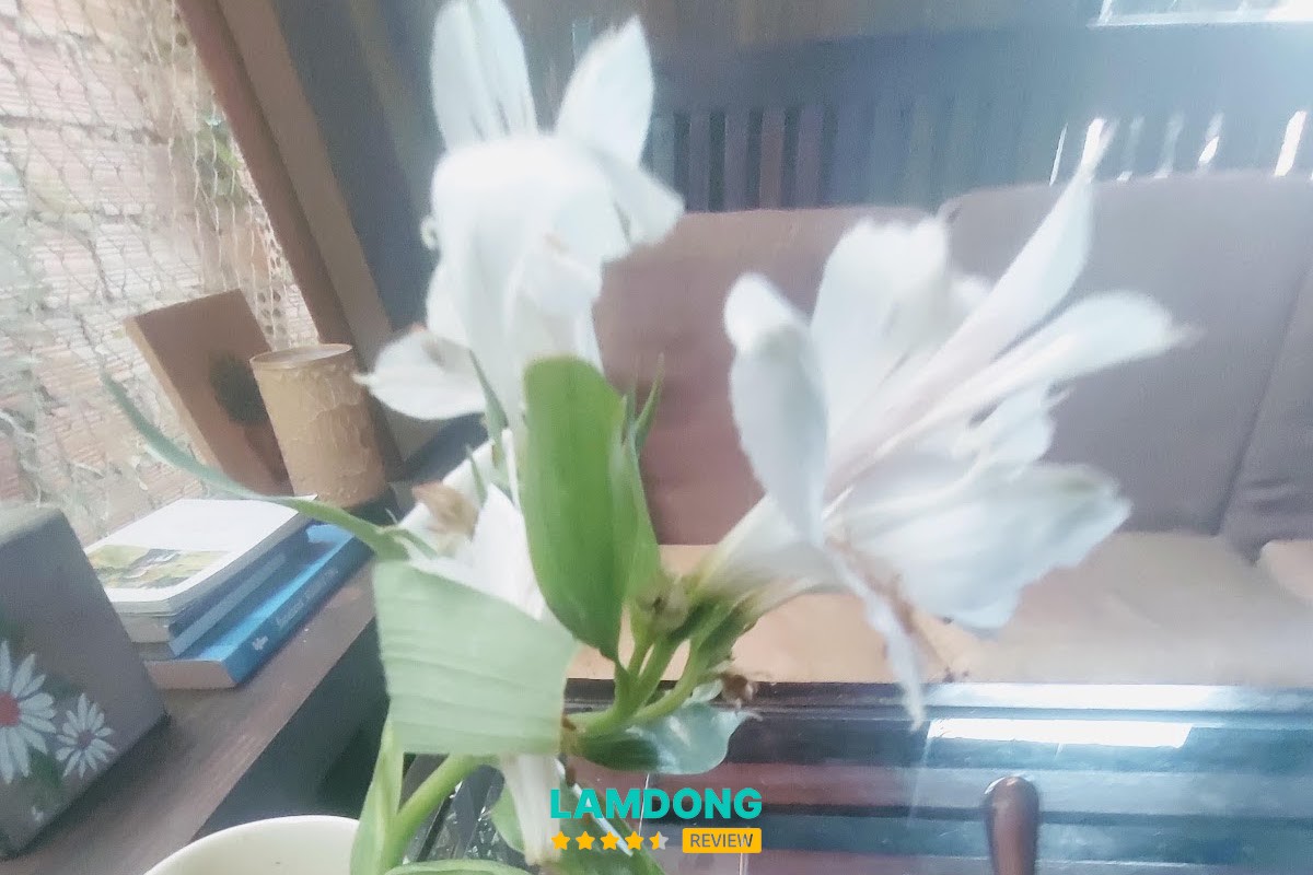 Góc ngồi tại Tiệm cà phê Hoa hồng