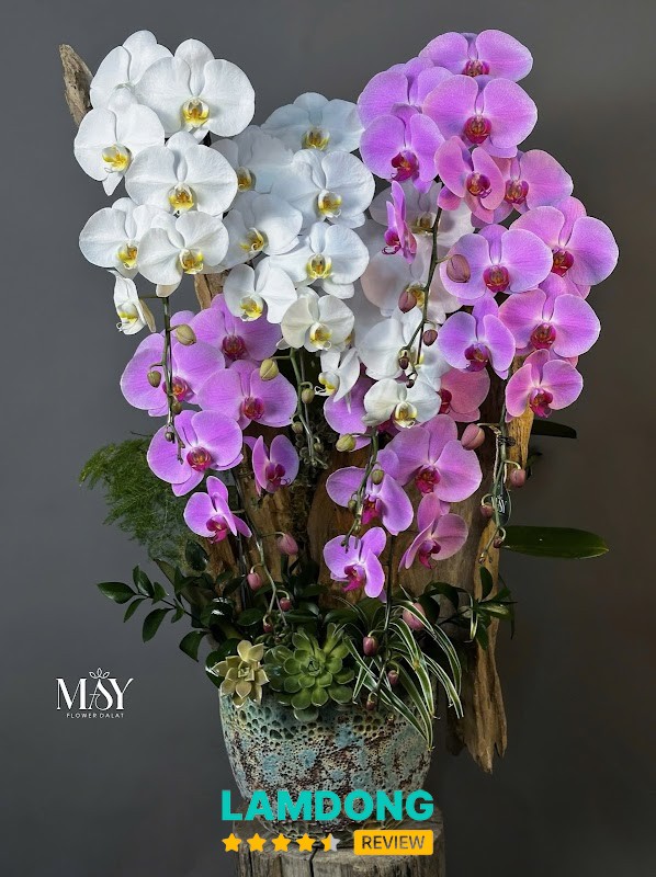 Hoa Tươi Mây Flower – shop lan hồ điệp ở Đà Lạt