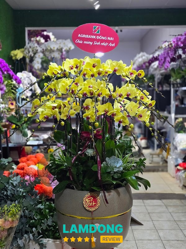 Shop Lan Hồ Điệp Đà Lạt – chậu lan hồ điệp quà tặng