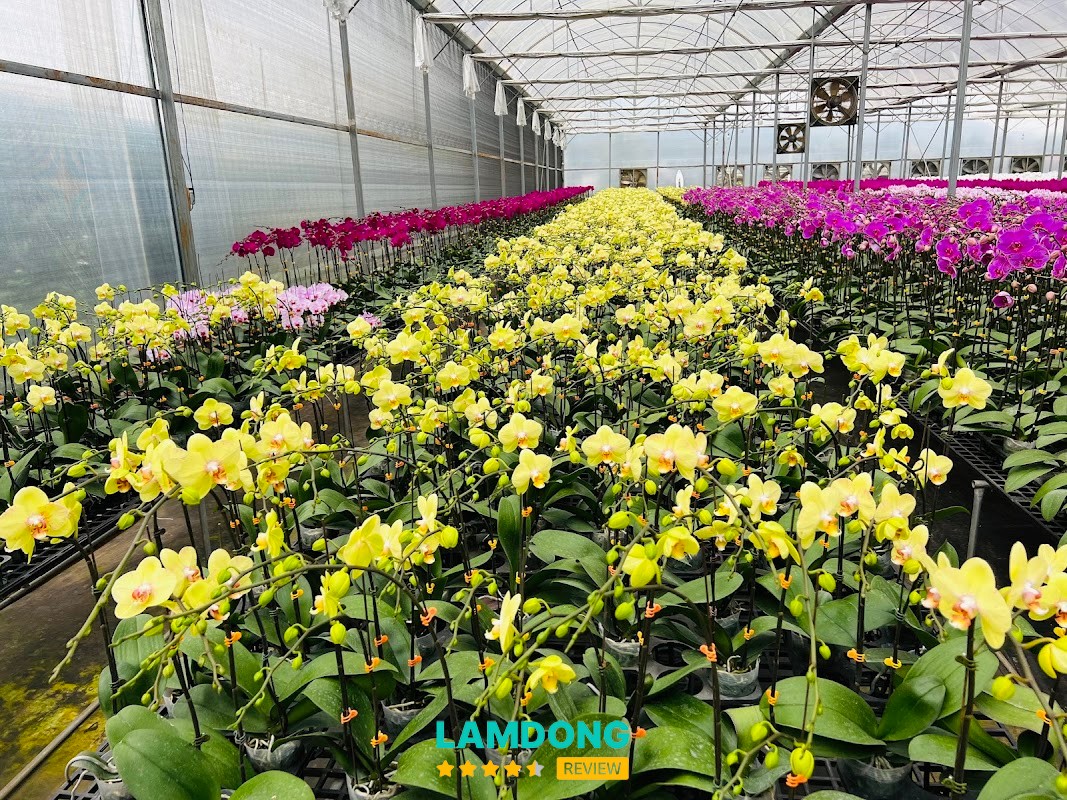 YSA Orchid – vườn lan và điểm bán hàng Đà Lạt